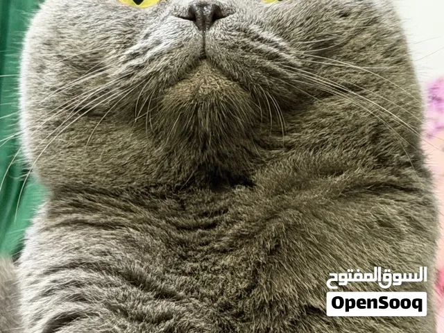 سكوتش تربل فولد حاررر للتزاوج فقط