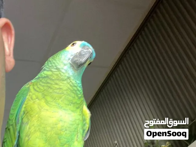 ببغاء امزوني اليف ومتكلم فول محلق