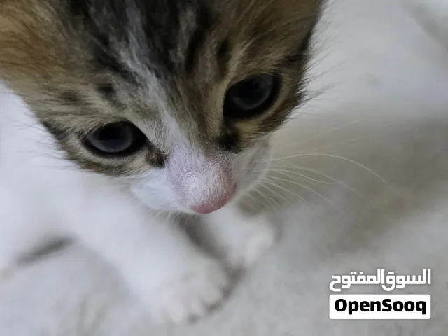 كتن للتبني عمره شهر النوع انثى في مدينة عنيزة ، امها وابوها بلدي لكن ابو الام شيرازي ، الام ميته