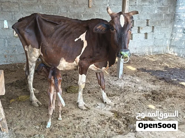 بقره تهجين للبيع هيه وبنتها ثالث ولده حالها