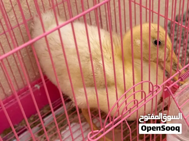 بيع حيوان إليف