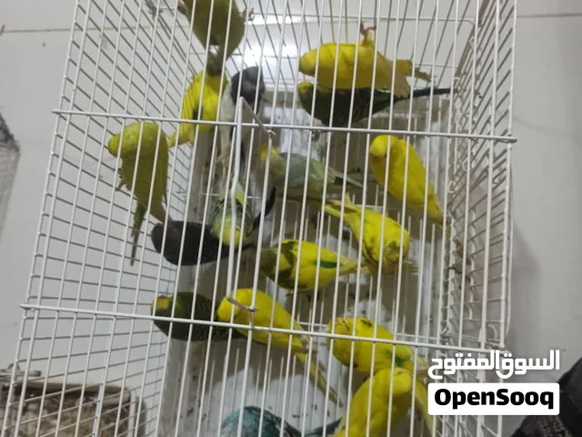 بادجي ام نضاف بياضات