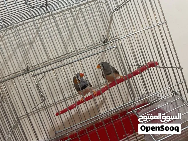 طيور الجنه عدد2مع القفص
