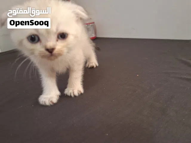 قط اسكوتتش