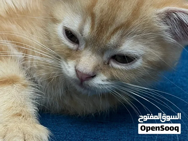 قطط للبيع شيرازي