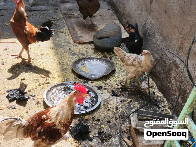 دجاج عرب للبيع