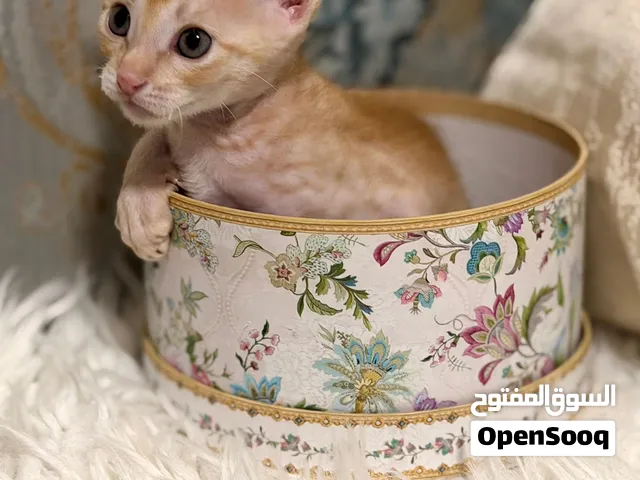 Male Kitten for free – Litter Trained & Vet Checked