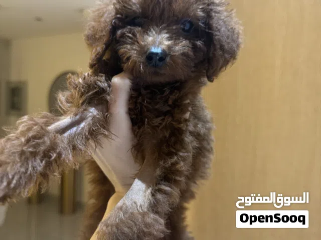 Adorable puppy toy puddle 3 month