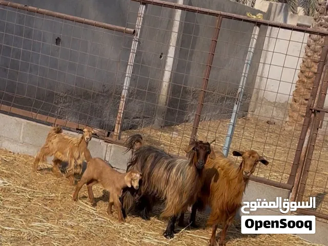 راسين معز بولادهن