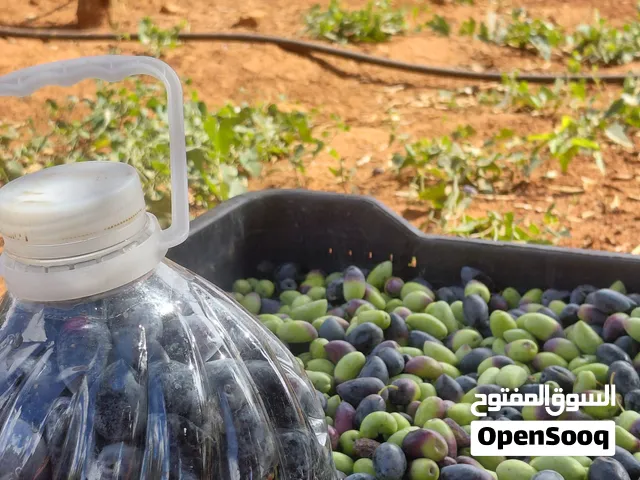 زيتون كلماتا يوناني ما شاء الله تبارك الرحمن وفي تفاح وفي خضر واسود في قبيات وباقات