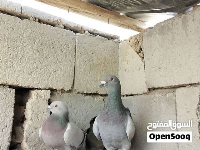 عندي برج كامل كلا لوت ولوت يخبل شرط