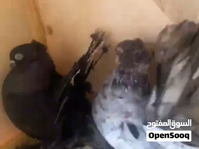 كوبيه روسي لبيع