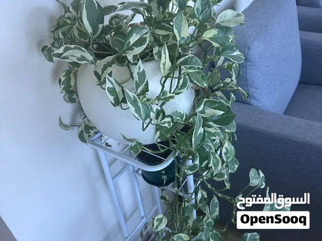 Indoor and outdoor plants with pots