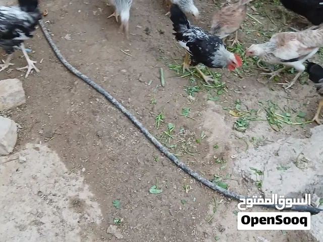 دجاج كويتي