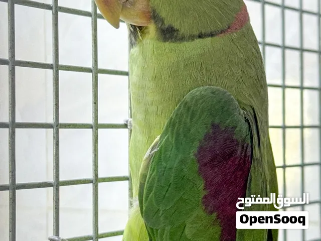 طير متو نيبالي ذكر ببغاء حجم كبير