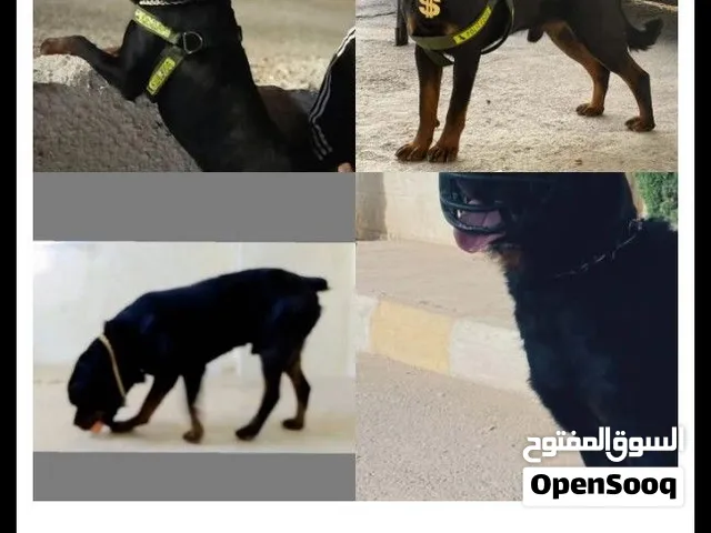 كلب روت وايلر