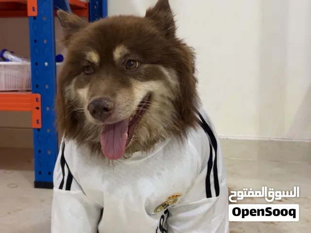 هجين هاسكي مالموت