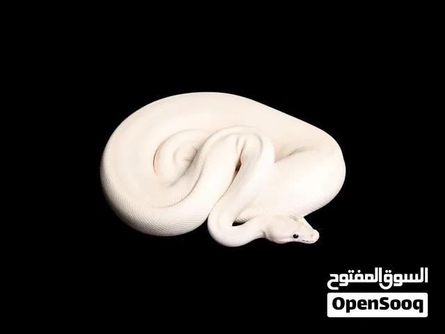 طفرات و نوادر بالغين جاهزين للانتاج