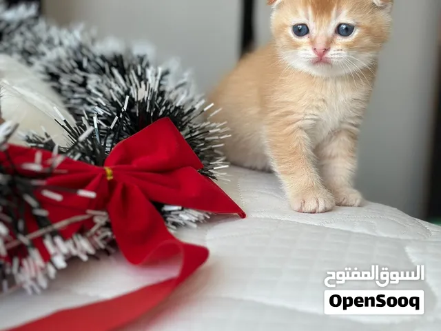 Scottish fold amazing kittens so beautiful colors  and very playful