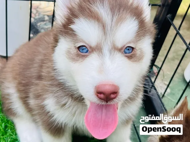 متوفر خمس كلاب هاسكي ماله ولاد وبنات