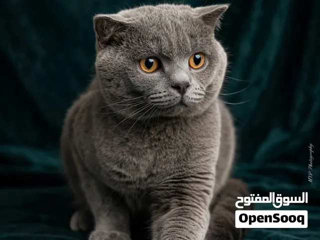 Scottish Fold