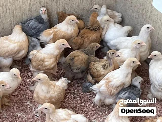 كتكوت ليموني العمر شهر ونص الي شهرين