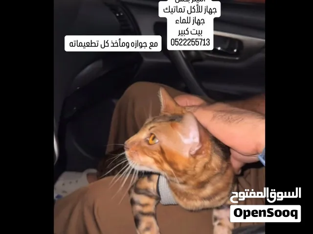 ذكر قط بنقالي للبيع  bengal cat for sale male