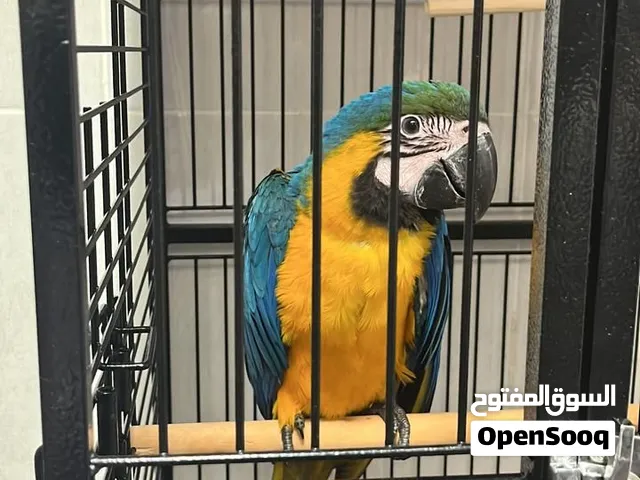 URGENT SALE - للبيع العاجل قفص طيور الببغاء Bird Parrot Cage