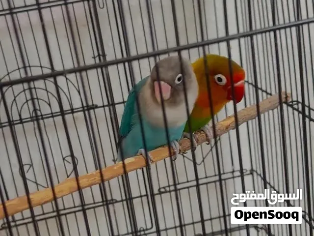 اثنين من طيور بغبغاء فيشر مع القفص 2 love birds with cage