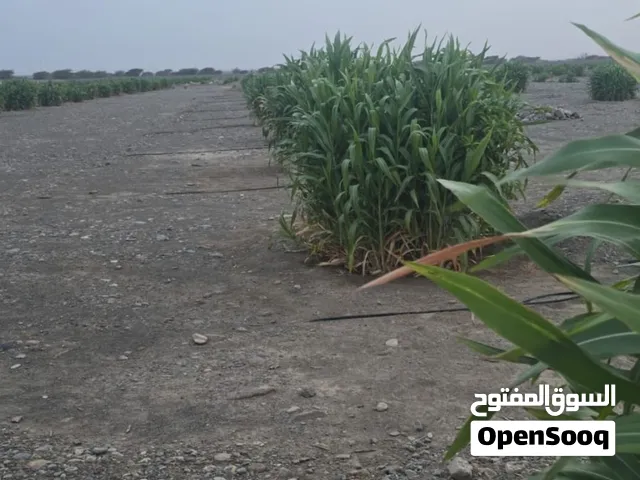 طعام حريه كميه كبيره