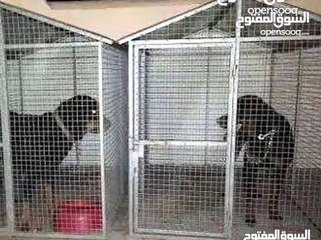 بيوت كلاب جيرمان روت وايلر حديد وشبك للحجز...