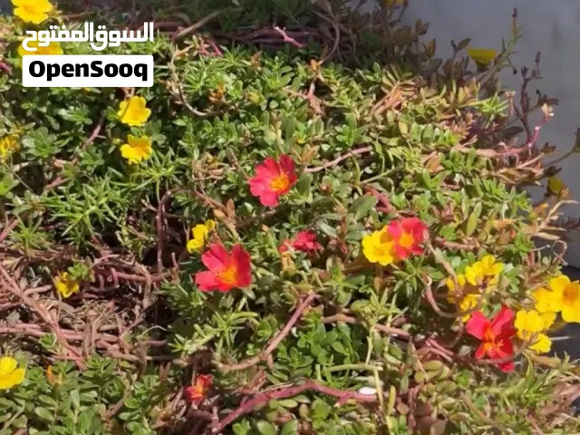 دار للبيع،الكاظمية،دور الضباط واجهة 14،نزال 27.10 'المساحة / 379.4 دار ثمانينات نضيف يباع سعر ارض