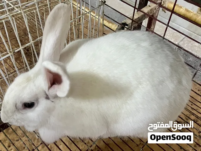 ارنب ذكر للانتاج نوع هولندي لون ابيض كامل