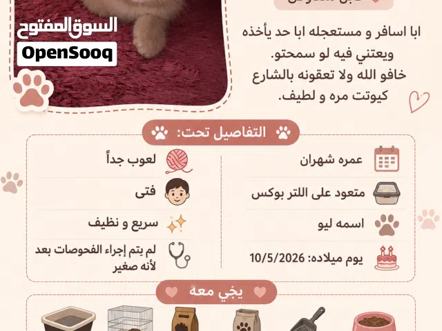 1000 AED cat for sell