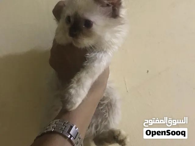 انثي هملايا شوكلت عندها 3 شهور ونص متعوده عاللتر بوكس وصحتها زي الفل