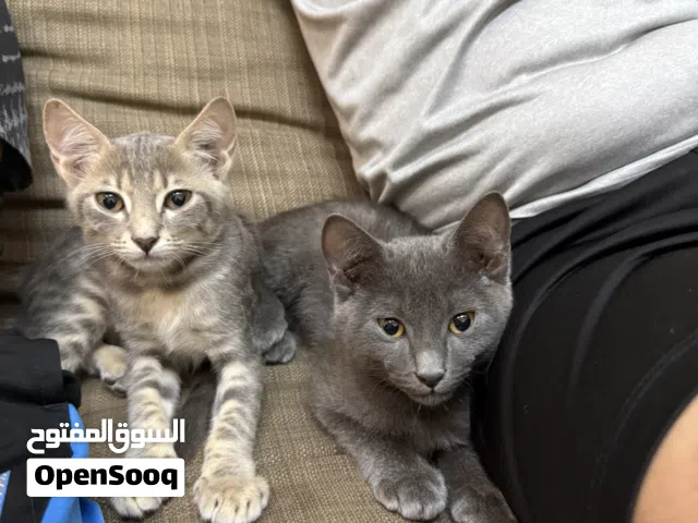 للتنبني قطين ذكر عمر شهرين الى 3 شهور