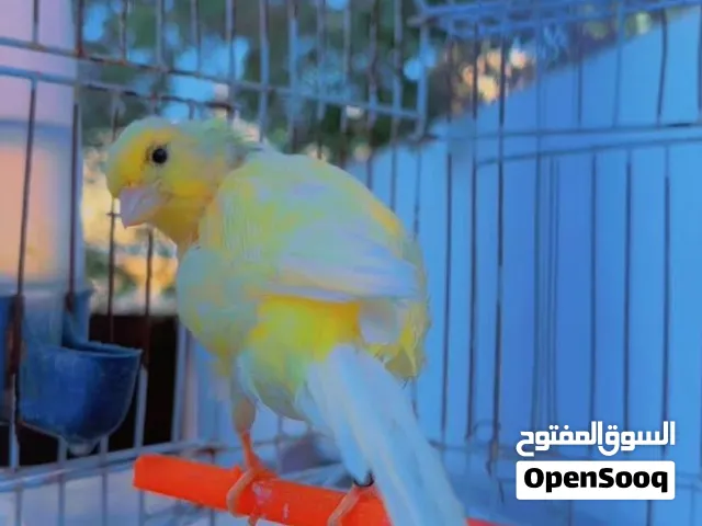 السلام عليكم موجود ذكور كناري اقرا الوصف