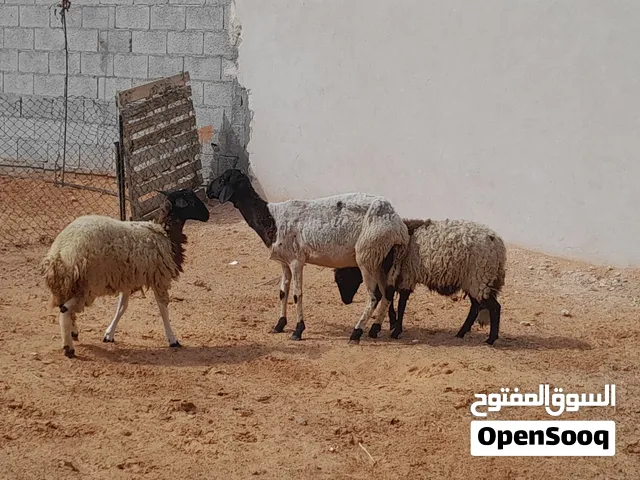 نعجه وطنيه عشره ف 3شهور بالجهاز محصنه وسليمه معاها 2فطايم عمرهم ف7شهور سليمات من العيوب..