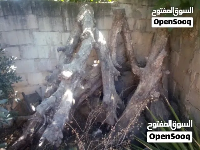 حطب غير مقطع خروب وزيتون