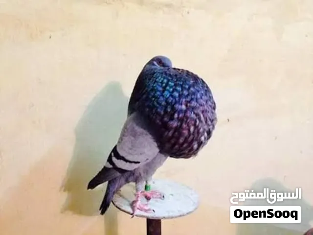 مطلوب نفاخ للشراء