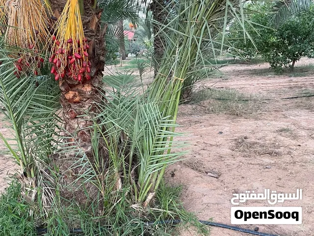 فساءل نخيل برنصي