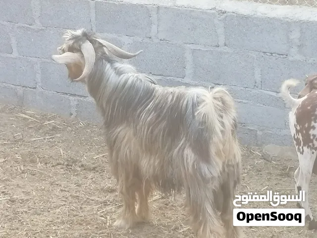 ماعز الجبل