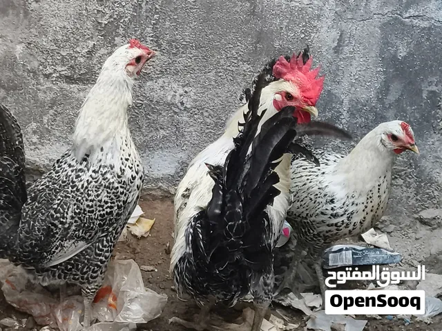 السلام عليكم دجاج فيومي فضي اصلي ديج ودجاجتين سعرهن 75 قفلهن
