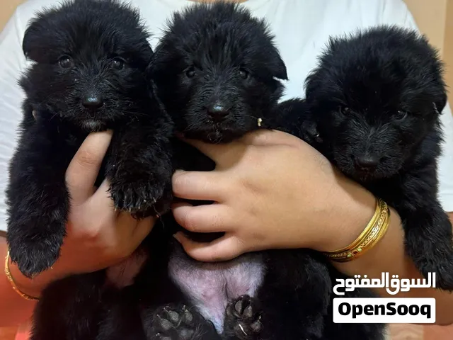 German shepherd black جيرمن شيبرد بلاك