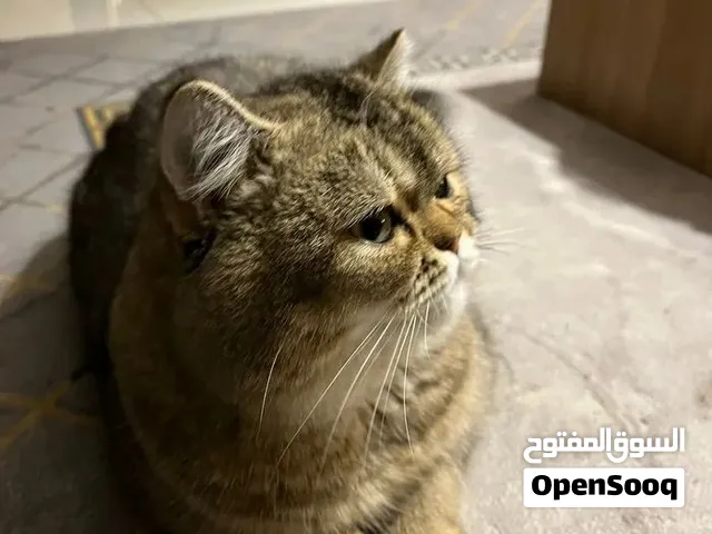للبيع او للبدل قط بريتيش سكوتش جميل جدًا