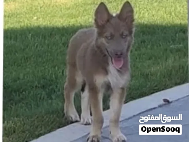 هاسكي للبيع السعر 150