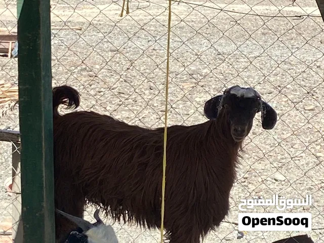 سخال للبيع 2