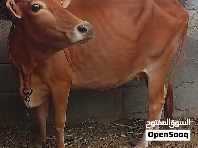 للبيع بقره اقرأ الوصف