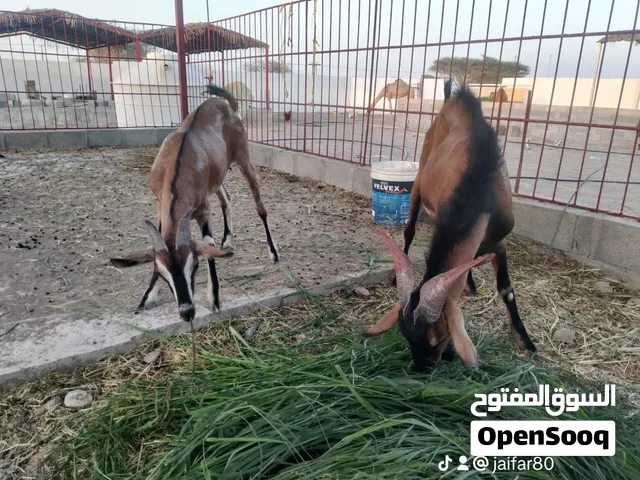 ماعز الالبين الفرنسي