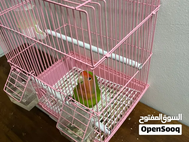 طير حب أليف  يحتاج إليه تأهيل مناسب للأطفال للتواصل على ال WhatsApp